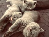 Scottish Fold
