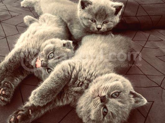 Scottish Fold görsel