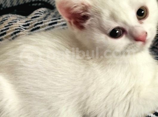 Güzel Kızımız Yeni Yuvasına Hazır görsel