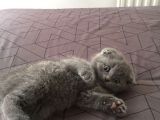 Scottish Fold