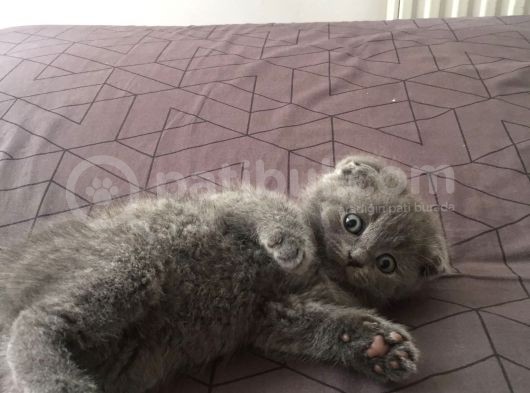 Scottish Fold görsel
