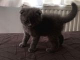 Scottish Fold