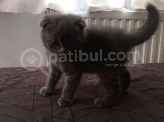 Scottish Fold görsel