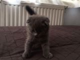 Scottish Fold