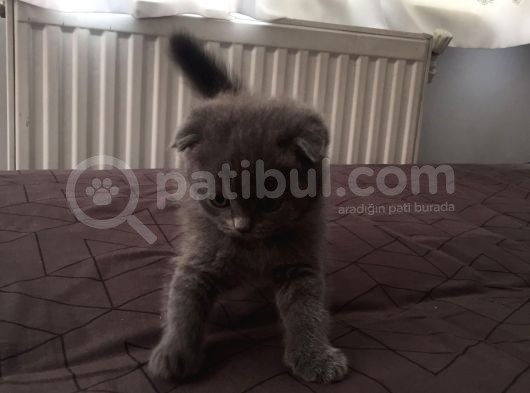 Scottish Fold görsel