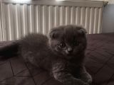 Scottish Fold