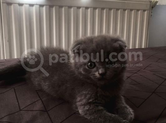 Scottish Fold