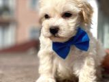 Maltipoo Erkek Anne Altından