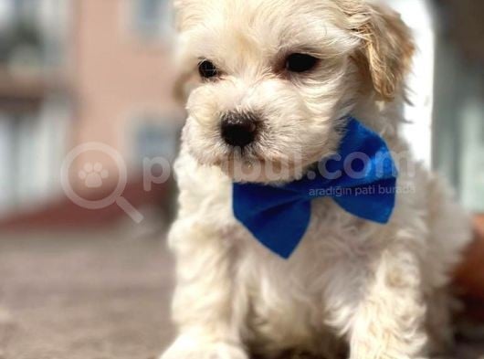 Maltipoo Erkek Anne Altından