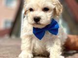 Maltipoo Erkek Anne Altından