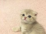 British Shorthair Orijinal