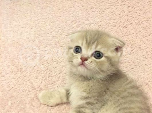 British Shorthair Orijinal