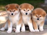 Aşılı Karneli Japon Akita İnu Yavrularımız
