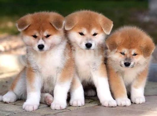 Aşılı Karneli Japon Akita İnu Yavrularımız görsel