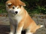 Aşılı Karneli Japon Akita İnu Yavrularımız