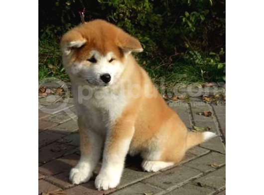 Aşılı Karneli Japon Akita İnu Yavrularımız