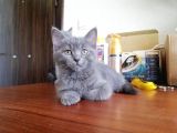 Eği̇ti̇mli̇ Çok Güzel 3 Adet Bri̇ti̇sh Shorthai̇r Yavru