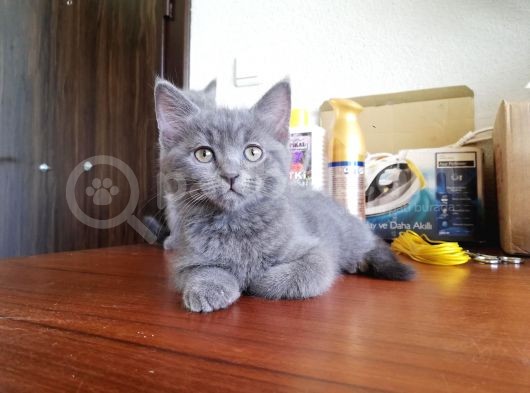 Eği̇ti̇mli̇ Çok Güzel 3 Adet Bri̇ti̇sh Shorthai̇r Yavru görsel