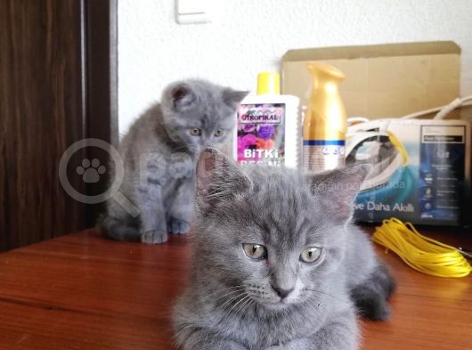 Eği̇ti̇mli̇ Çok Güzel 3 Adet Bri̇ti̇sh Shorthai̇r Yavru görsel