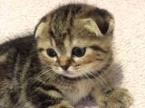 Scottish Fold Orijinal