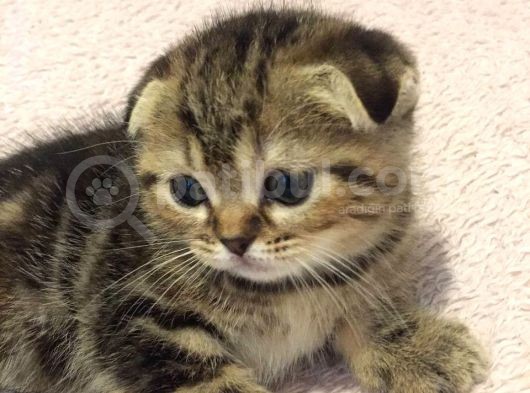 Scottish Fold Orijinal