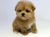 Safkan Disi Erkek Toy Poodle Yavrularimiz