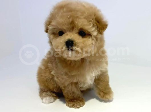 Safkan Disi Erkek Toy Poodle Yavrularimiz görsel