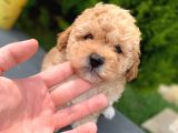 Safkan Irk Toy Poodle Yavrularimiz