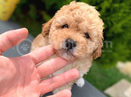 Safkan Irk Toy Poodle Yavrularimiz görsel