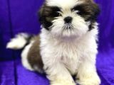 Safkan İrkinin En Ufagi Shih Tzu Yavrularimiz
