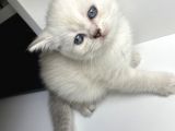 Bluepoint British Shorthair
