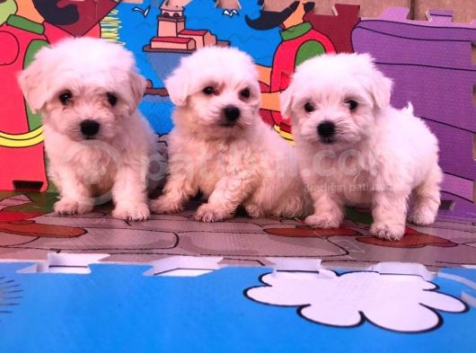 Maltipoo Yavruları