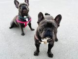Blue French Bulldog