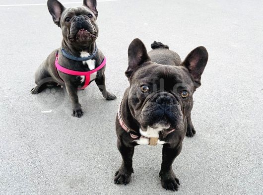Blue French Bulldog görsel