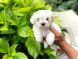 Erkek Maltipoo