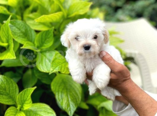 Erkek Maltipoo