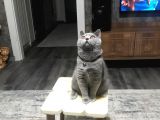 Aşıları Yapilmis Safkan Irk Yavrumuza Yuva Arıyoruz
