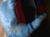 Topaç Kapa Scottish Fold