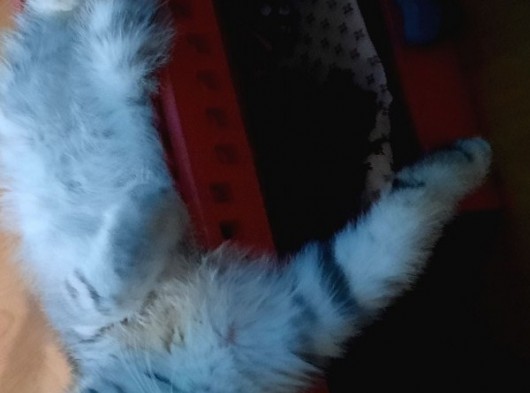 Topaç Kapa Scottish Fold görsel