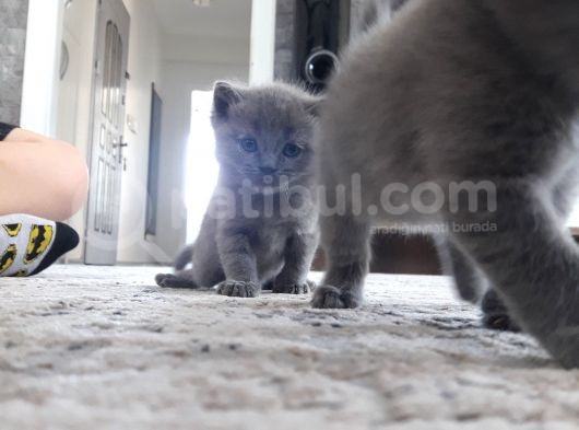 Aşıları Yapilmis Safkan Irk Yavrumuza Yuva Arıyoruz görsel
