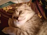 Topaç Kapa Scottish Fold