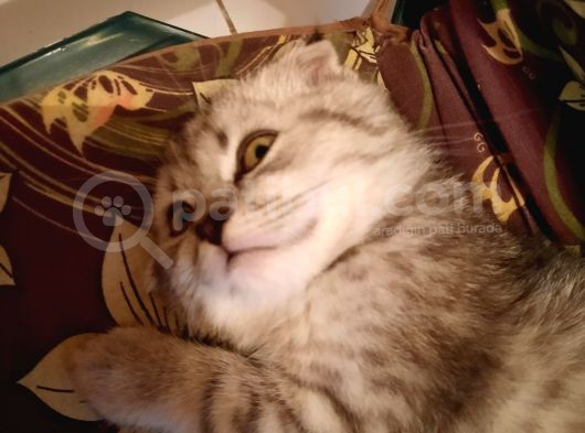 Topaç Kapa Scottish Fold görsel