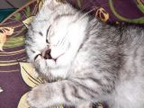 Topaç Kapa Scottish Fold