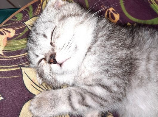Topaç Kapa Scottish Fold görsel