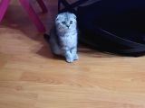 Topaç Kapa Scottish Fold