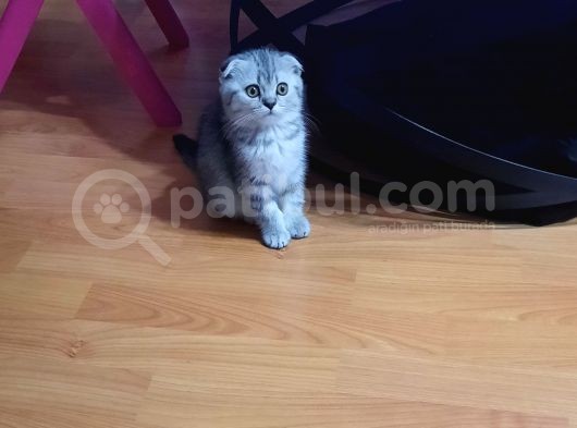 Topaç Kapa Scottish Fold görsel