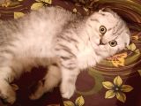 Topaç Kapa Scottish Fold