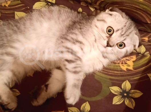 Topaç Kapa Scottish Fold görsel