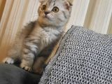 Topaç Kapa Scottish Fold
