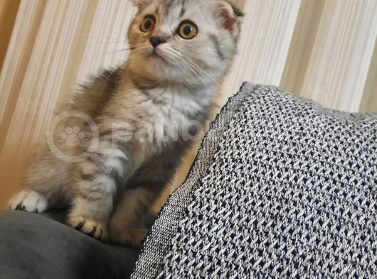 Topaç Kapa Scottish Fold görsel